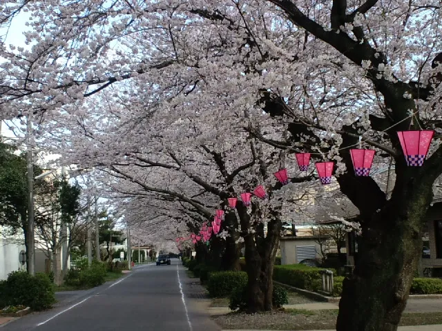さくらうぃーくりー(春)