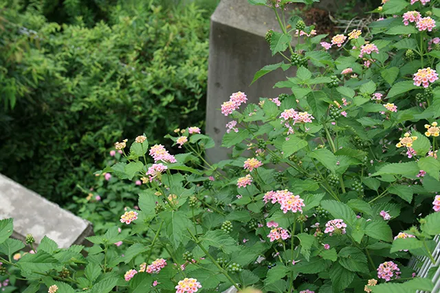 片瀬学園庭園の写真
