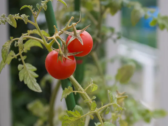 ミニトマトの写真