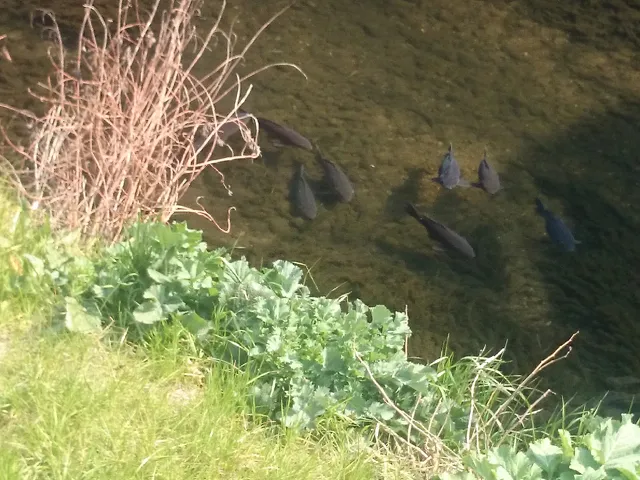 子どもたちのくらし14