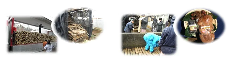 椎茸作りの写真